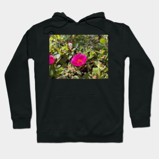 Pink Moss Rose 1 Hoodie